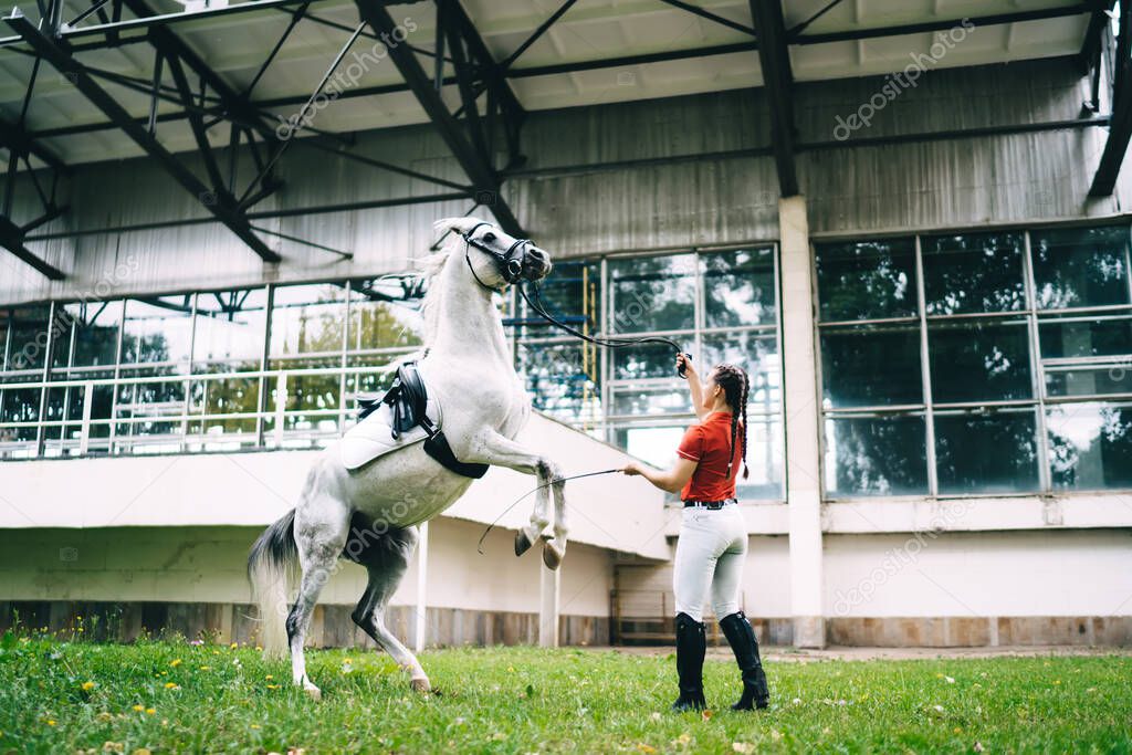 Side view of female horse rider in black boots and red shirt standing near white reared horse on grass and holding bridle in hand