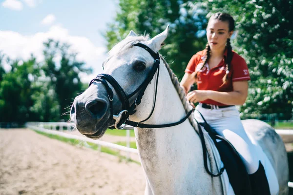 自然環境で再現するための動物と趣味 白人女性のプロのジョッキーは ドレッシング中に馬に乗って練習や乗馬のための美しい種牡馬とレジャーを楽しんでいます — ストック写真