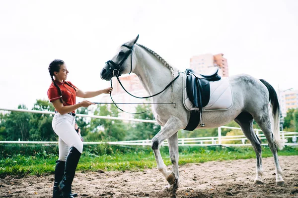 From below side view of female equestrian in riding boots standing with whip in paddock  and training dapple grey horse in bridle and saddle