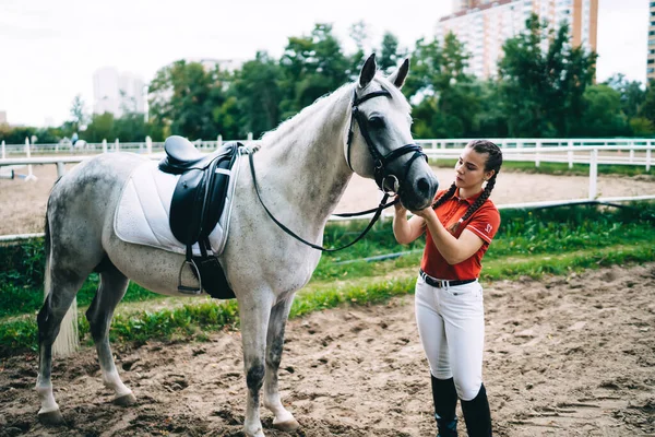 Focused female equestrian wearing polo t shirt and riding boots equipping dapple grey horse with bridle while standing on sand arena