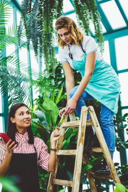 Yaratıcı bahçe işlerini tartışan, yüksek yeşil bitkilerle ilgilenen, merdivenleri kullanan ve çiçek serasında birbirlerine makas uzatan genç kadınlar.