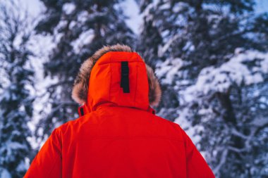 Tatil boyunca kış ormanlarında gezen erkek gezginlerin arkası. Yolculuk için sıcak profesyonel ekipman giymiş ağaçlara bakan turist.