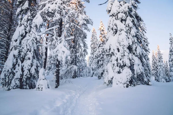 Snöiga Och Frostiga Träd Norra Destinationen Naturmiljö Nationalpark Läge Med — Stockfoto