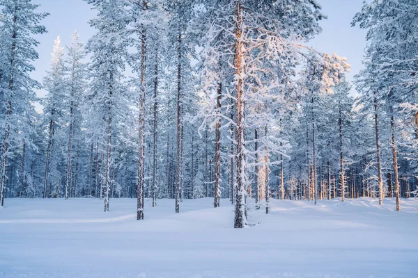 Bild Höga Träd Täckta Med Och Snö Kall Nordlig Vandringslust — Stockfoto