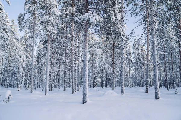 Naturskön Utsikt Över Höga Vita Träd Och Snö Naturmiljö Norr — Stockfoto