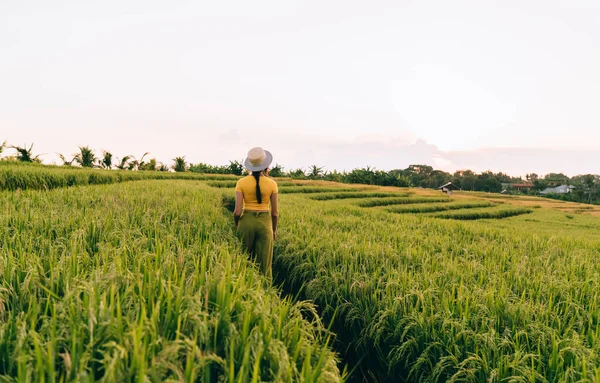 Filipinler Kırsal Kesimlerinde Yeşil Pirinç Tarlalarında Gezinirken Yaz Şapkalı Tanınmayan — Stok fotoğraf