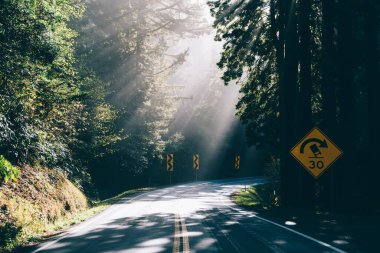 Yeşil ağaçlar ve güneş ile birlikte yaz mevsiminde sık dallarda parlayan boş asfalt yollar.