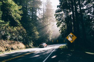 Yaz tatilinde, doğada yol gezisi sırasında, parlak güneşli, kozalaklı ormanın içinden geçen bir araç.