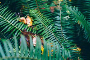 Sonbahar bahçesinde yetişen kozalaklı ağaç yapraklarıyla kaplı gür eğreltiotu çalılarının yüksek açısı tropikal bölgede yetişiyor.
