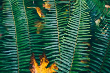 Doğada egzotik bir ülkede birlikte büyürken sonbahar ormanlarının ortasında kurumuş yaprakları olan bir yığın yabani bitki.