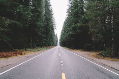 Yeşil kozalaklı ağaçların arasından geçen ve bulutsuz gökyüzünün bulutsuz olduğu bulutlu bir günde sisli vadiye açılan dar yol.