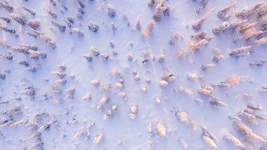 Kuş bakışı manzara, beyaz kozalaklı orman ağaçlarında karlı yolda birlikte yürüyen bir grup gezgin, turistler Laponya 'da keşif gezisinde topraklar keşfettiler..