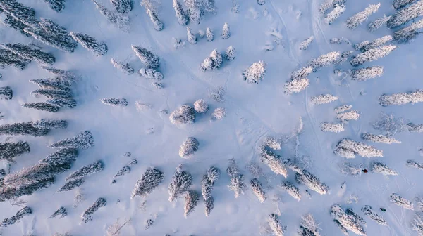 Vista Aérea Drone Picos Nevados Congelados Árvores Floresta Coníferas Infinitas — Fotografia de Stock