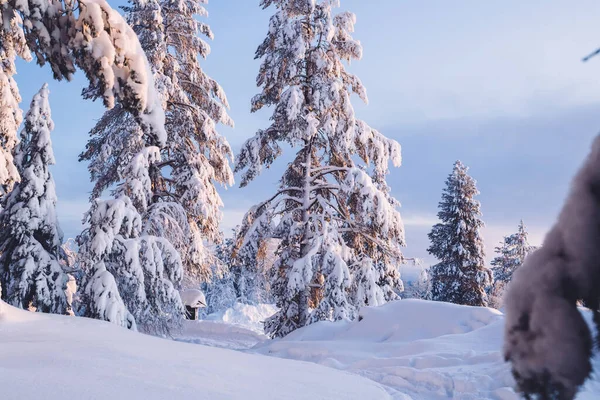 Захватывающий Дух Вид Высоких Белых Замерзающих Деревьев Снегу Зимний Сезон — стоковое фото