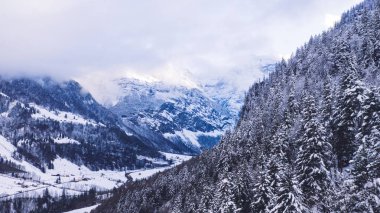 Dağların yamaçlarında karla kaplı kozalaklı ağaçlar kışın kırsal bölgede sisli gökyüzüne karşı yer alır.