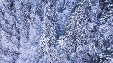 Kış ormanlarının yukarısından, yüksek çayırlarla kaplı karlı arazide büyüyen karla kaplı, soğuk hava koşullarında.