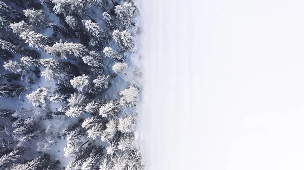 Краєвид Зверху Вершини Дерев Блискучими Гілками Ростуть Лісі Біля Засніженої — стокове фото