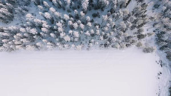 Pittoresk Uitzicht Besneeuwde Boomtoppen Die Winter Buurt Van Witte Weiden — Stockfoto