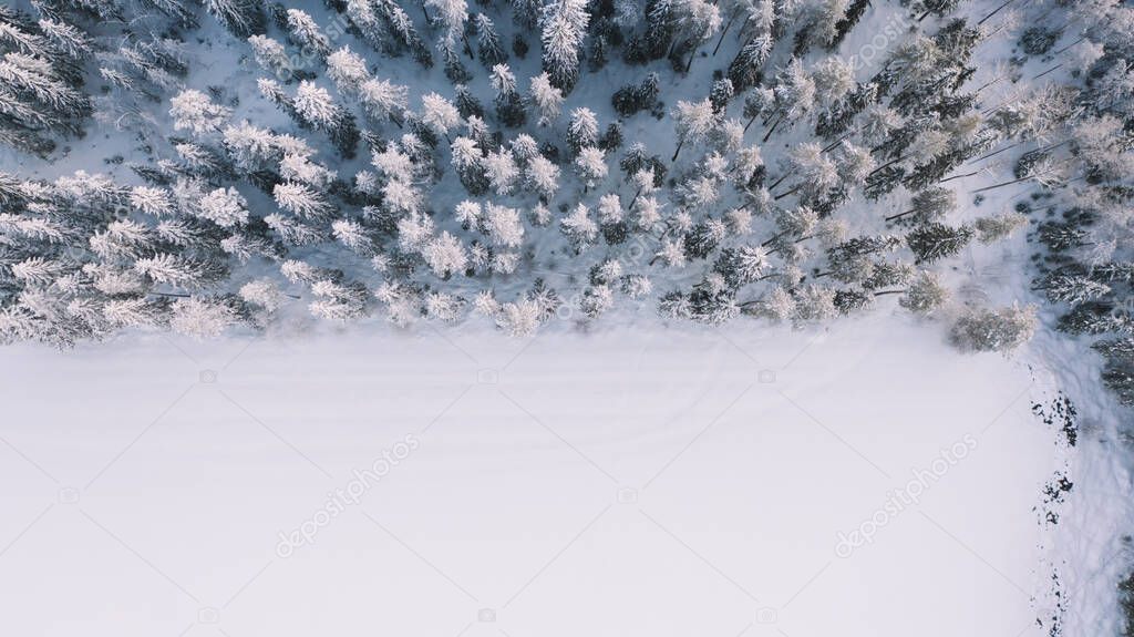 Picturesque top view of snowy tree tops growing in woods near white meadow in wintertime in cold weather in daylight