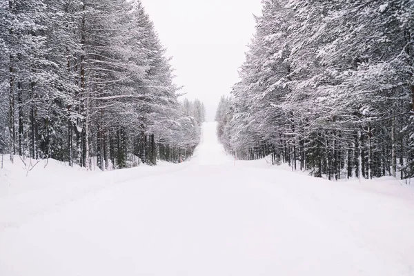 Живописный Пейзаж Пустой Дороги Покрытой Свежим Снегом Среди Хвойных Диких — стоковое фото