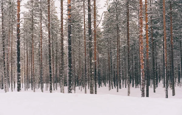 Pittoreska Landskap Barrskog Med Höga Träd Täckta Med Snö Vinterskog — Stockfoto