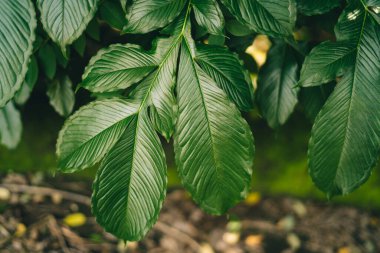 Kestane ağacının yüksek açılı parlak yeşil yaprakları yaz güneşli bir günde kırsal alanda çimlerde yetişiyor.