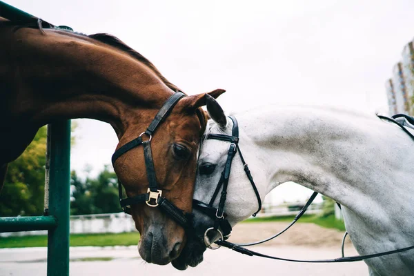 Zijaanzicht Van Kastanjebruine Merrie Grijze Hengst Hoofdstel Teugels Die Bij — Stockfoto