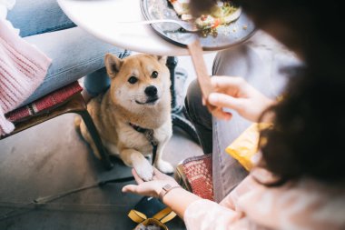 Sevimli akita inu 'nun kesilip biçilmiş görüntüsü. Kızın pençesi, evcil hayvan dostu kafeteryada yemek bekliyor. Güzel Japon köpeği, Luch' un yemek molası sırasında masanın altında kadınlarla oturuyor.