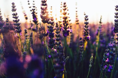 Yaz boyunca çiçek tarlalarında güzel lavandula sıraları. Hafif gün batımı, tıbbi veya aromatik parfümler için mor çiçeklerin temel ekimi, koku terapisi.