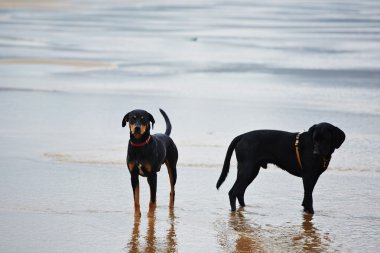 Labrador Retriever ve doberman sahilde