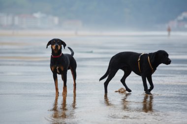 Labrador geri almak ve doberman sahilde