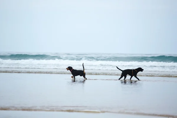Beautiful black dogs on beach walk — Stock Photo, Image