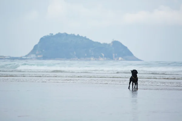 Labrador caminando en el paseo al aire libre —  Fotos de Stock