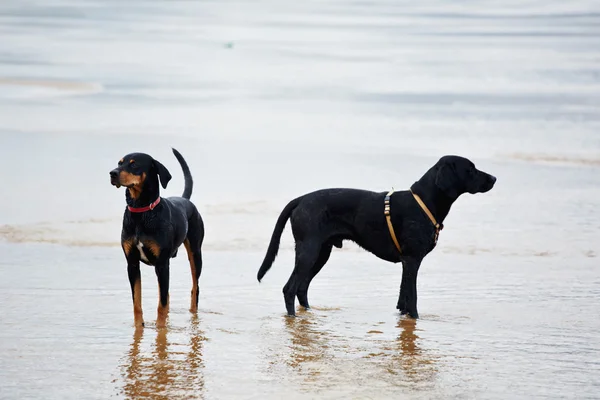 Labrador retriever and doberman on the beach — Stock Photo, Image