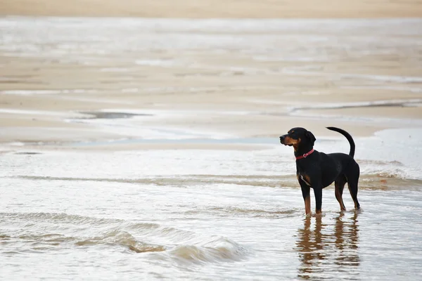 Mixed labrador walking along the beach — Stock Photo, Image