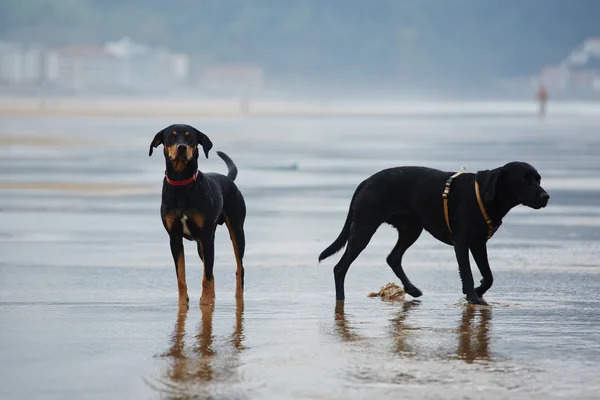 Labrador retriever and doberman on the beach — Stock Photo, Image