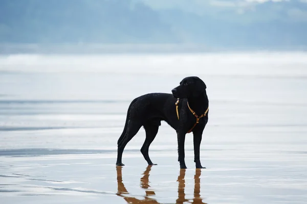 Лабрадор ретривер стоит на мокром песке и смотрит в сторону — стоковое фото