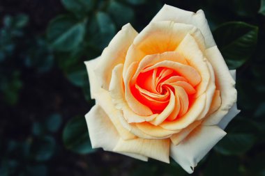 hybrid tea rose in the garden