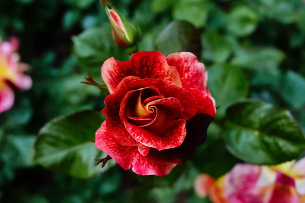 붉은 장미가 있는 정원 — 스톡 사진