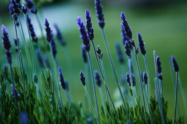 Hermosas flores de lavanda —  Fotos de Stock