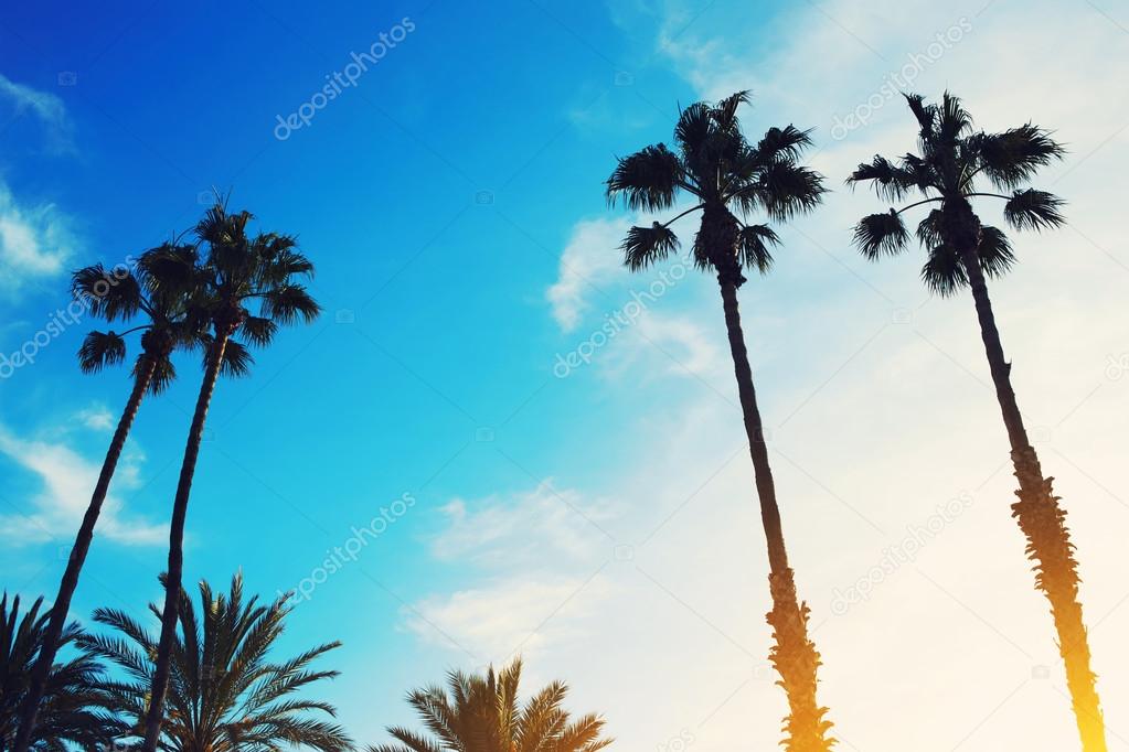 palm trees against bright sky at sunset