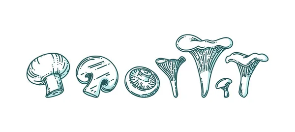 Chanterelle και μανιτάρια champignon σε στυλ doodle με σκιά. Μανιτάρια δάσους ή αγροκτήματος διαφορετικού μεγέθους. Εικονογράφηση διανύσματος — Διανυσματικό Αρχείο