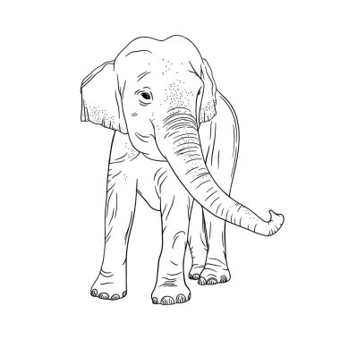 Elephant isolated on white background. Realistic Indian elephant with upturned trunk. Vector illustration