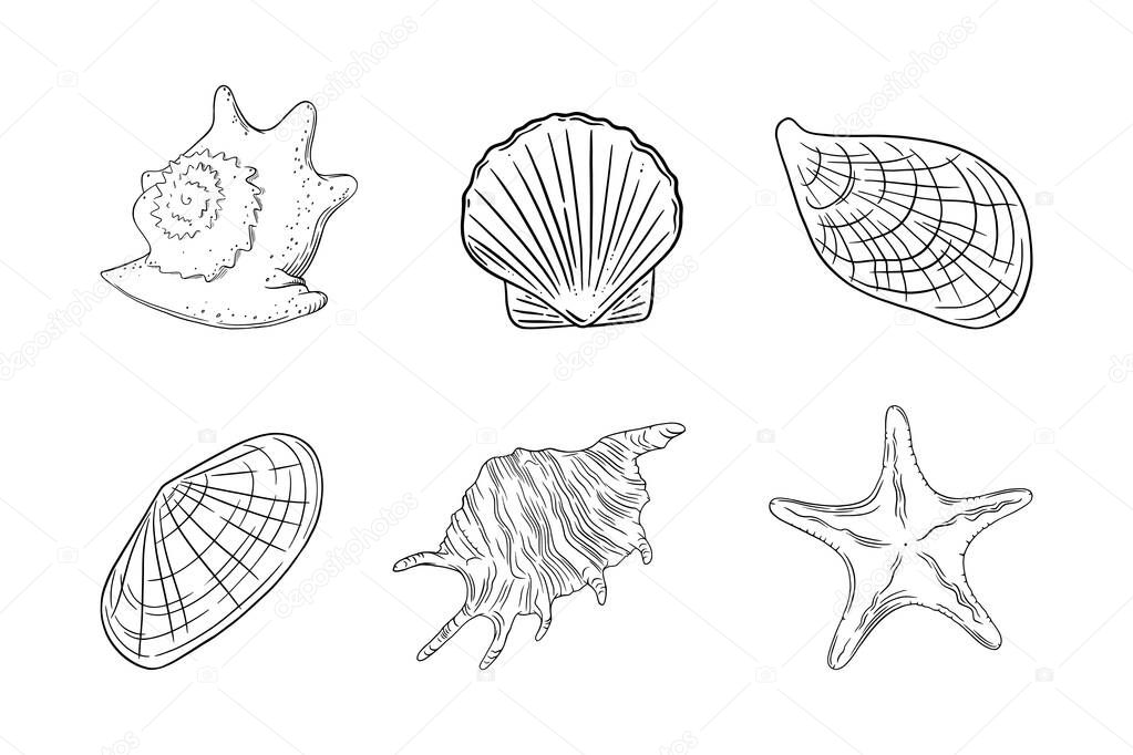 Seashells set with starfish, scallop, oyster and other barnacles. Shells isolated in white background. Vector illustration