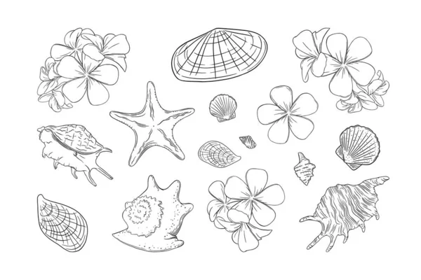 Coquillages et frangipani prêts. Coquilles et fleurs plumera isolées en fond blanc. Illustration vectorielle — Image vectorielle