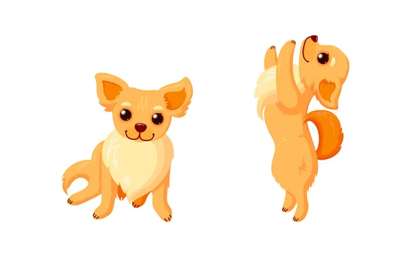 Lekfull chihuahua hund gör tricks. Chihuahua följeslagare med lockiga svansar isolerade i vit bakgrund. Vektorillustration — Stock vektor