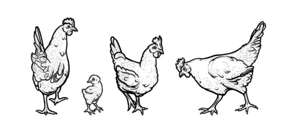 Hens and chicken living in the organic farm. Hens with cockscomb isolated in white background. Vector illustration — Stock vektor