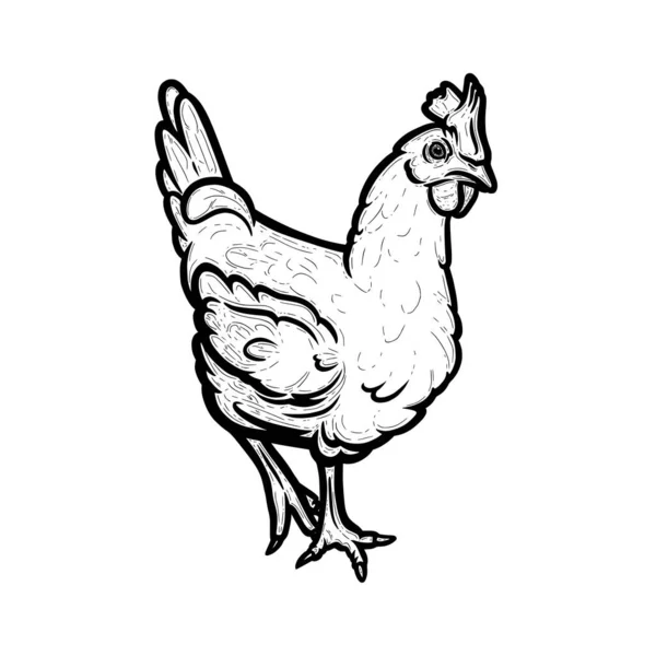 Realistic hen or chicken outlined in white background. Free grazing hen bird in the runch. Vector illustration — ストックベクタ