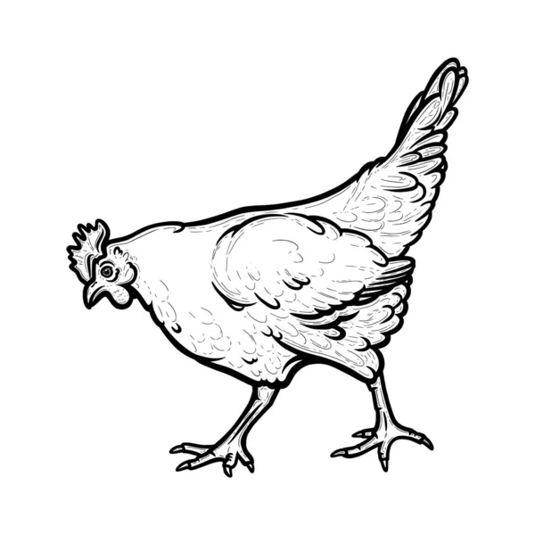 Realistic hen or chicken outlined in white background. Free grazing hen bird with cockscomb. Vector illustration — ストックベクタ