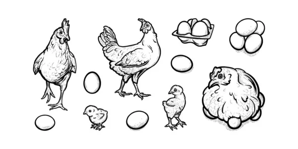 Gallinas y pollos de pastoreo libre en granja avícola. Gallinas con huevos y polluelos aislados en fondo blanco. Ilustración vectorial — Vector de stock